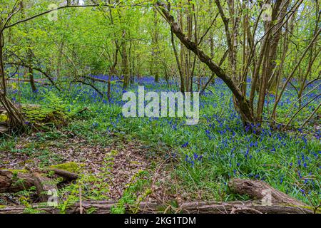 Ein Teppich aus wilden Blubells im alten Woddland auf Duncliffe Hill zwischen Shaftesbury und West Stour in North Dorset Stockfoto