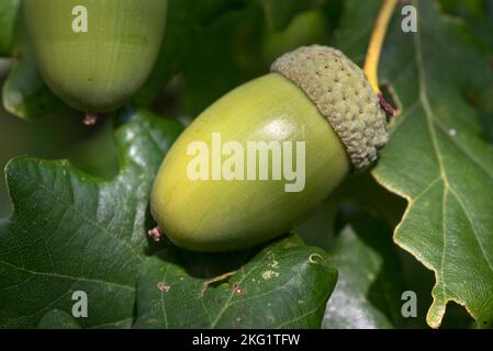 Reife grüne Eicheln und Blätter auf einer gemeinsamen europäischen Eiche (Quercus rubur) im Herbst, B.. Stockfoto