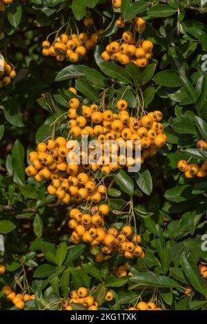 Attraktive und üppige gelb-orange reife Beeren wie Pomes von dornigen firethorn (Pyracantha spp.) Busch im Frühherbstgarten, Berkshire September Stockfoto