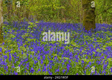 Ein Teppich aus wilden Blubells im alten Woddland auf Duncliffe Hill zwischen Shaftesbury und West Stour in North Dorset Stockfoto