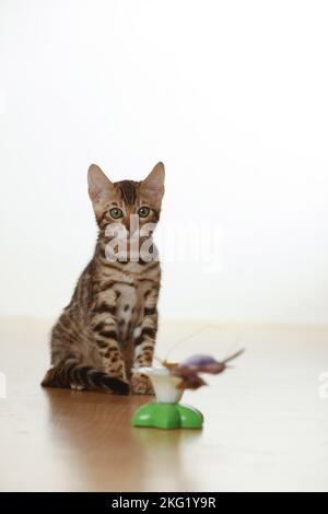 Bengal Kätzchen Stockfoto