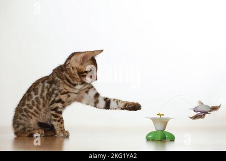 Bengal Kätzchen Stockfoto