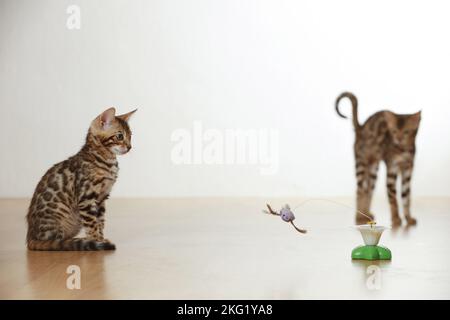 Bengal Kätzchen Stockfoto