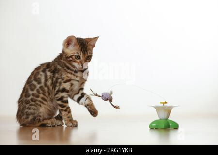 Bengal Kätzchen Stockfoto