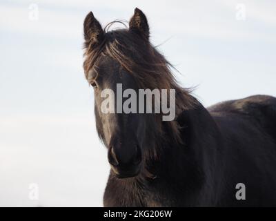 Wildpferde Cumbria Stockfoto