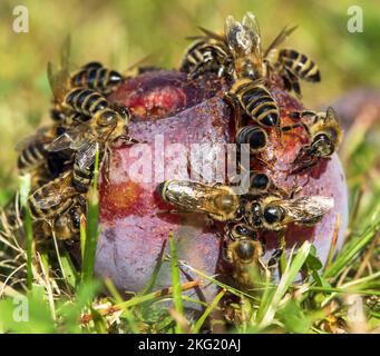 Biene oder Honigbiene in latein APIs Mellifera, Honigbienen auf Pflaumenfrucht Stockfoto