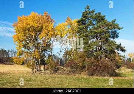 Populus tremula, genannt als gewöhnliche Espe, eurasische Espe, Europäische Espe oder quakende Espe, herbstliche Landschaftsansicht Stockfoto