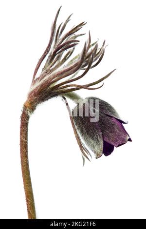 Passqueflower. Schöne Blume von kleinen Pasquenblüten oder Pasquenblüten auf blühender Wiese in lateinischem Pulsatilla pratensis isoliert auf weißem Hintergrund Stockfoto