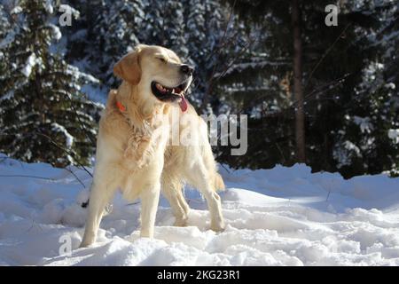 Goldener Retriever, der sich in der goldenen Sonne in einem verschneiten immergrünen Holz sonnt. Entspannte, süße Hunde sonnen sich im Schnee, meditieren, die Augen schließen sich in Ruhe in der Natur. Stockfoto