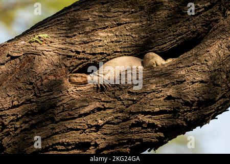 Eidechsen- oder bengalwachtel oder gewöhnlicher indianerwacher oder varanus bengalensis-Tarnung in Vogelhohl oder Loch im Baumstamm des keoladeo National Stockfoto