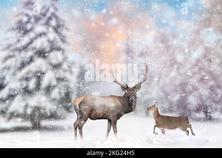 Erwachsener Rothirsch mit großen schönen Geweihen auf einem schneebedeckten Feld mit anderen weiblichen Hirschen im magischen Waldhintergrund. Wildlife Landschaft mit Schnee und fal Stockfoto