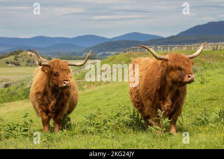 Highland-Rinder, in Ruthven Barracks, Kingussie, Cairngorm National Park, Schottland Stockfoto