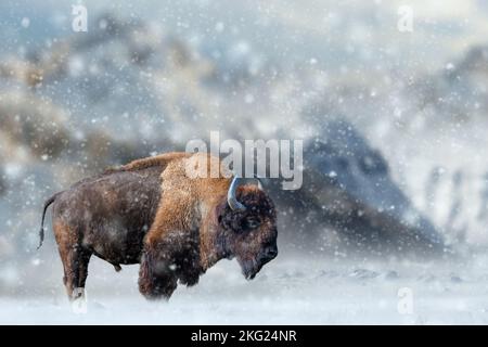 Bison steht im Schnee vor der Kulisse schneebedeckter Berge mit Schneeflocken Stockfoto