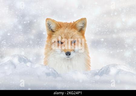 Rotfuchs auf den Winterwaldmäden. Tier in der Natur Lebensraum. Vulpes vulpes, Wildtierszene Stockfoto