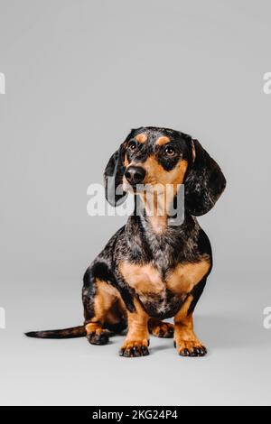 Wunderschöner Marmordachshund auf grauem Hintergrund Stockfoto