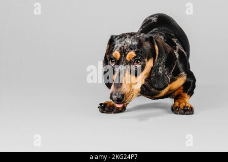 Wunderschöner Marmordachshund auf grauem Hintergrund Stockfoto