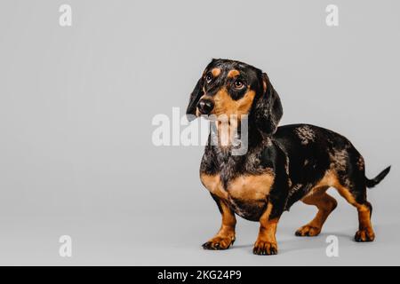 Wunderschöner Marmordachshund auf grauem Hintergrund Stockfoto