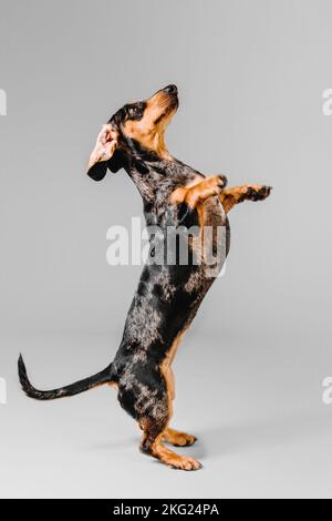 Wunderschöner Marmordachshund auf grauem Hintergrund Stockfoto