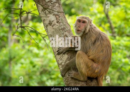 Mutter liebt ihren Baby-zarten Moment. Rhesus macaque oder Macaca mulatta Monkey Mutter und Baby in ihrem Schoßmoment kuscheln oder Verhalten auf dem Baum auf natürliche Weise Stockfoto