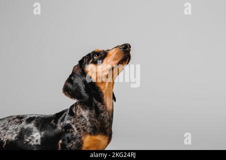 Wunderschöner Marmordachshund auf grauem Hintergrund Stockfoto