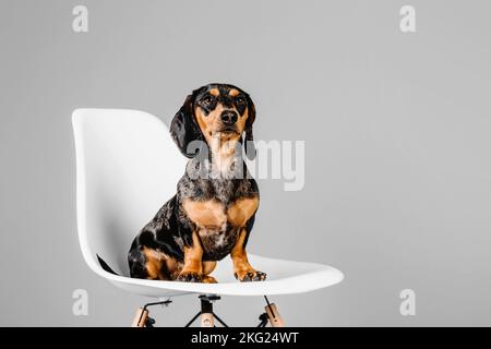Wunderschöner Marmordachshund auf grauem Hintergrund Stockfoto
