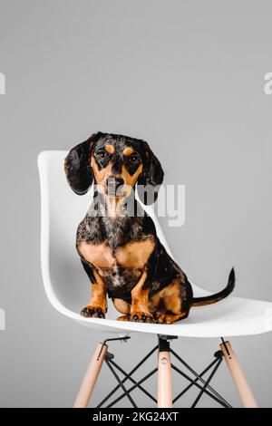 Wunderschöner Marmordachshund auf grauem Hintergrund Stockfoto