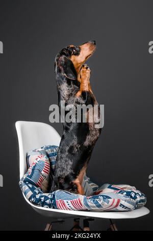 Wunderschöner Marmordachshund auf einem Stuhl auf schwarzem Hintergrund Stockfoto