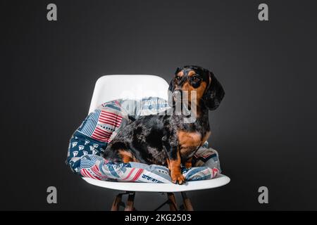 Wunderschöner Marmordachshund auf einem Stuhl auf schwarzem Hintergrund Stockfoto
