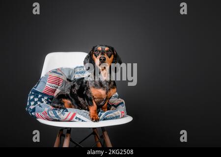Wunderschöner Marmordachshund auf einem Stuhl auf schwarzem Hintergrund Stockfoto