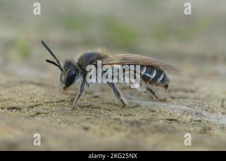 Detaillierte Nahaufnahme einer rotbelaubten Bergbiene, Andrena ventralis, auf einem Stück Holz Stockfoto