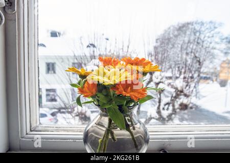 Ringelblumen (Calendula Officinalis) Foto: Bo Arrhed Stockfoto