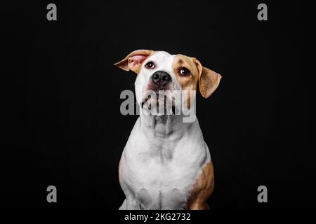 Amerikanischer Staffordshire Terrier-Hund isoliert auf schwarzem Hintergrund Stockfoto