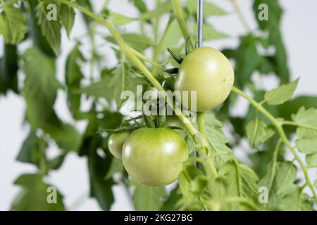 Tomaten aus Samen anbauen, Schritt für Schritt. Schritt 12 - viele grüne Tomaten auf Ästen. Stockfoto