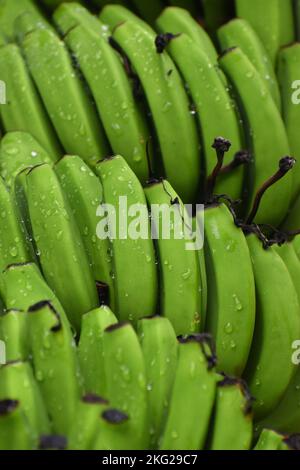 Unreife Bananenfrüchte, mit Wassertropfen befeuchtet. Eine der wichtigsten Obstpflanzen der Welt. Stockfoto