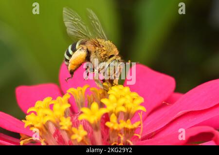 Makrofoto einer Biene mit blauem Band, die über der Zinnia-Blume schwebt. Stockfoto