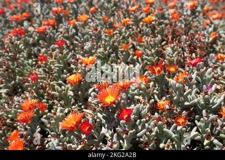 Orange Malephora crocea Schwantes, schöne Blume im Norden Argentiniens Stockfoto