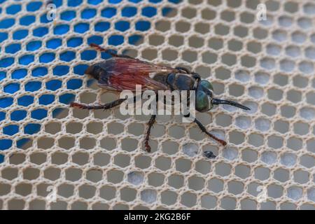 Tachytes, Sandenliebende Wespen Stockfoto