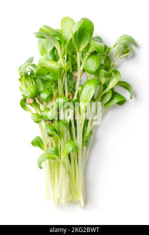 Ein Haufen Bockshornklee-Microgreens. Frische und verzehrfertige Sämlinge, Triebe, Cotyledons und Jungpflanzen von Trigonella foenum-graecum. Stockfoto