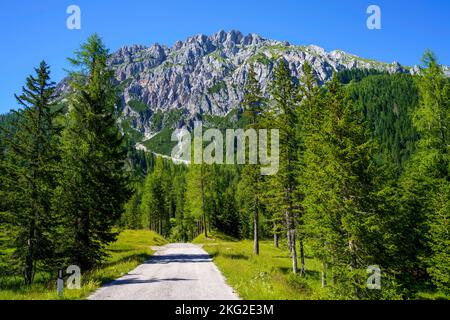 Berglandschaft bei Sauris, Friaul-Julisch Venetien, Italien, im Sommer Stockfoto