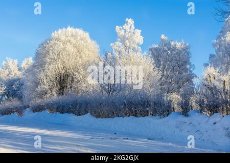 Landstraße vor verschneiten Bäumen und Büschen vor klarem blauen Himmel im Winter. Stockfoto