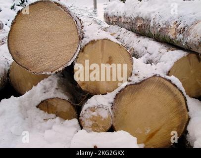 Im Winter werden im Wald Baumstämme mit Schnee gestapelt. Stockfoto