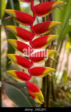 Heliconia rostrata, bekannt als hängende Hummerklauenblume in Masindi, Uganda Stockfoto