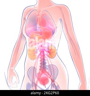 3D- und Liniendarstellung der weiblichen Anatomie. Transparentes Bild, das die inneren Organe auf weißem Hintergrund zeigt. Stockfoto