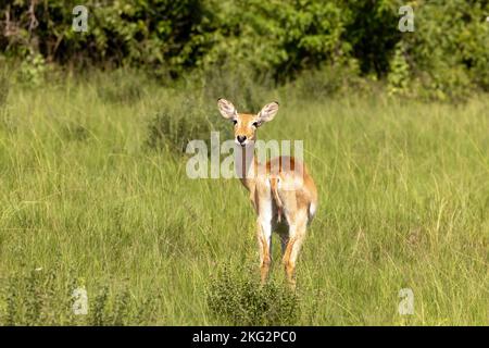 Junge weibliche bohor-Rötbuck, redunca redunca, im langen Gras- und Waldgebiet des Queen Elizabeth National Park, Uganda. Stockfoto