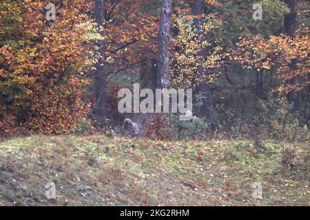GREYWOLF Troopers, 1-12 Kavallerieregiment, 3. Panzerbrigade Combat Team, 1. Kavalleriedivision, führen einen Zug STX, 26. Oktober 2022. Trainingsveranstaltungen wie diese fördern die Einsatzbereitschaft in der gesamten Einheit und helfen den Soldaten, sich auf Situationen vorzubereiten, die sie auf dem Schlachtfeld treffen könnten. 1. Kavallerie-Division, 3. Panzerbrigade-Kampfteam, EINSATZ, GREYWOLF, Polen, stärker zusammen, Stockfoto