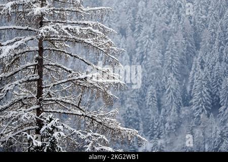 Landschaft weiß in der Wintersaison, bergalpen, Baum voller Schnee. Schweiz. Stockfoto