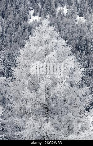 Landschaft weiß in der Wintersaison, bergalpen, Baum voller Schnee. Schweiz. Stockfoto