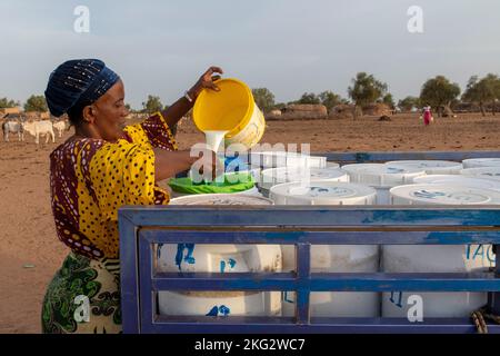 Milchgewinnung durch die Genossenschaft La Laiterie du Berger im nördlichen Senegal Stockfoto