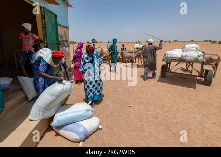 Verladung von Viehfutter durch Mitglieder einer Milchviehgenossenschaft im nördlichen Senegal Stockfoto