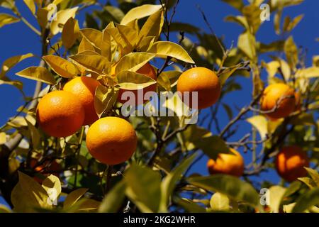 Reife Orangen auf einem Orangenbaum in Spanien. Spanien. Stockfoto